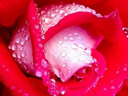 la rose